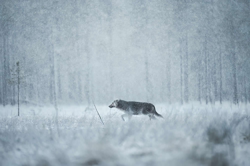 Spanish Wildlife Photographer Alexandra Surkova