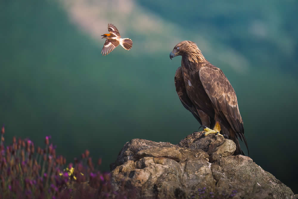 Spanish Wildlife Photographer Alexandra Surkova