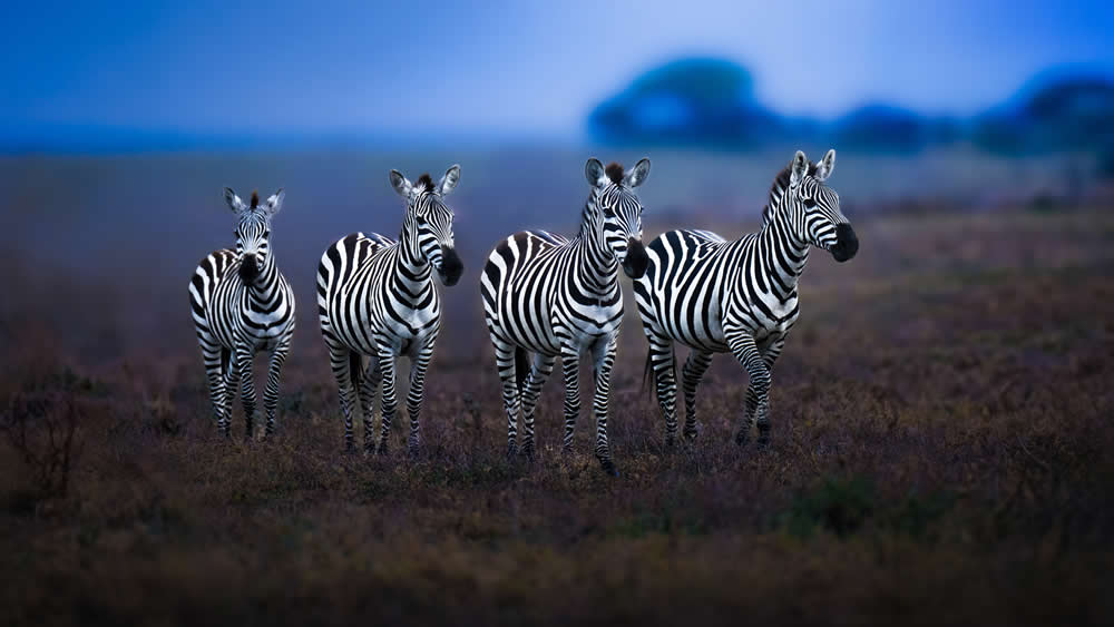 Spanish Wildlife Photographer Alexandra Surkova