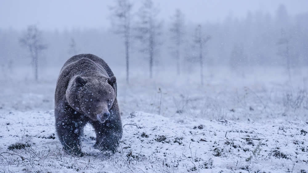 Spanish Wildlife Photographer Alexandra Surkova