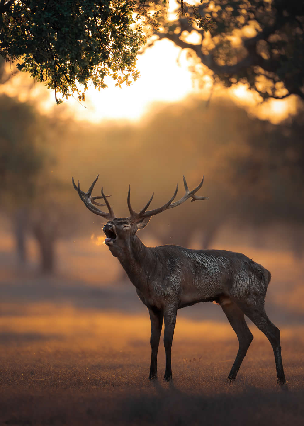 Spanish Wildlife Photographer Alexandra Surkova
