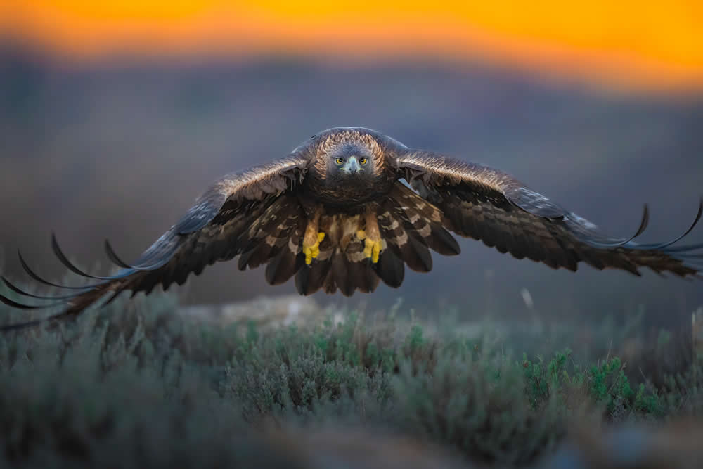 Spanish Wildlife Photographer Alexandra Surkova