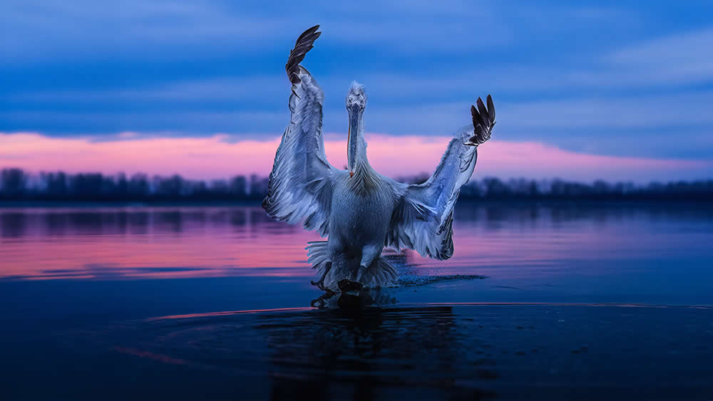 Spanish Wildlife Photographer Alexandra Surkova