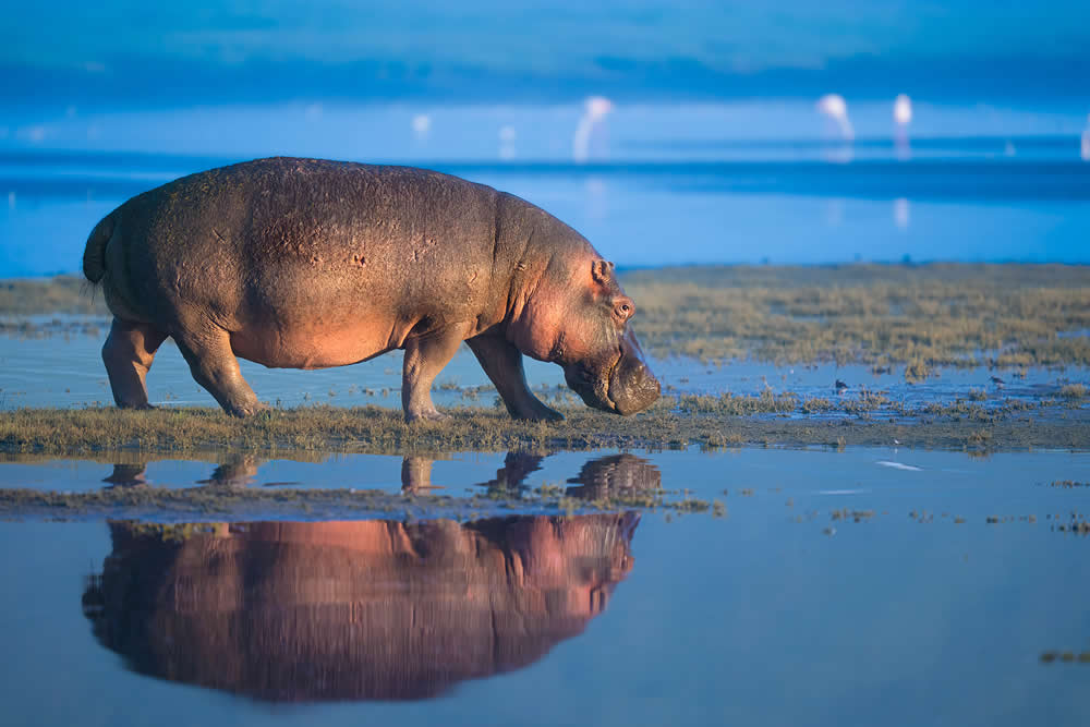 Spanish Wildlife Photographer Alexandra Surkova