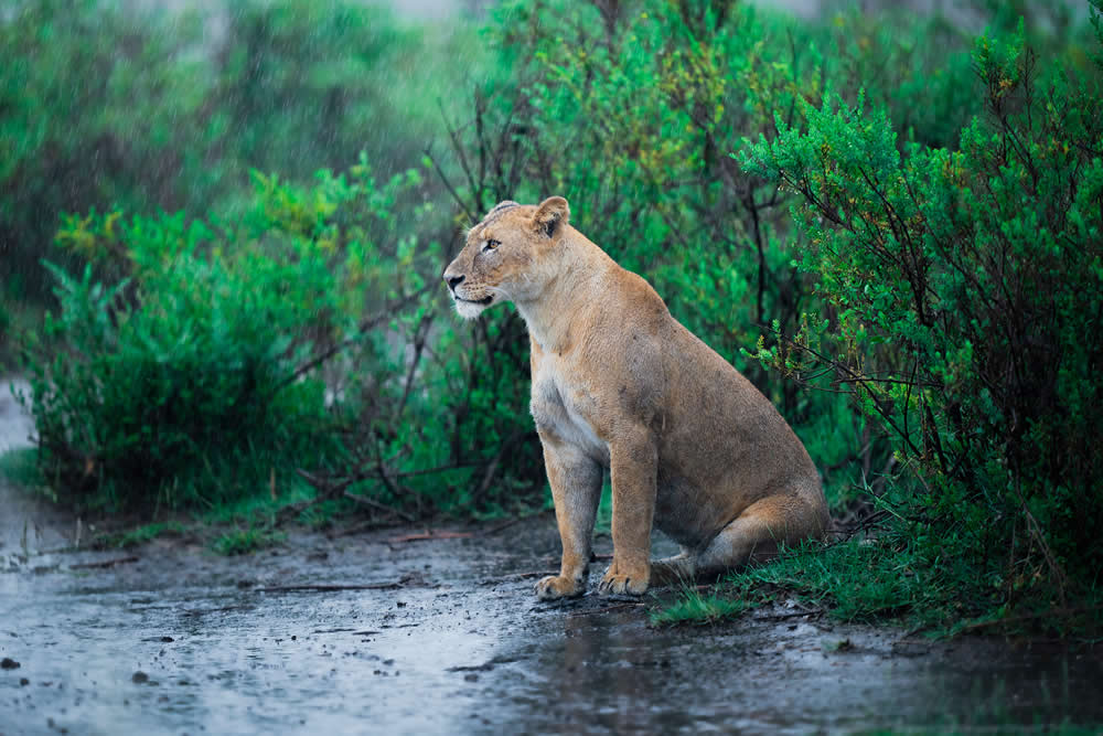 Spanish Wildlife Photographer Alexandra Surkova