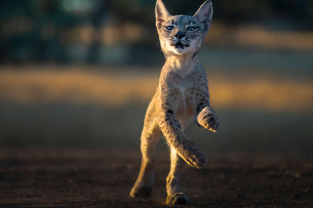 Spanish Wildlife Photographer Alexandra Surkova