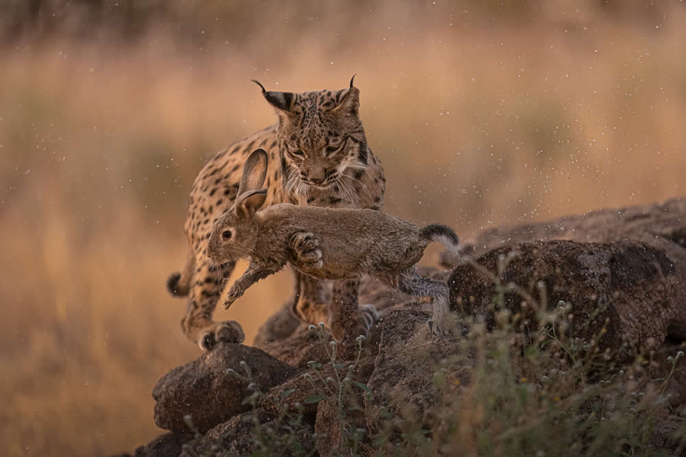 Spanish Wildlife Photographer Alexandra Surkova