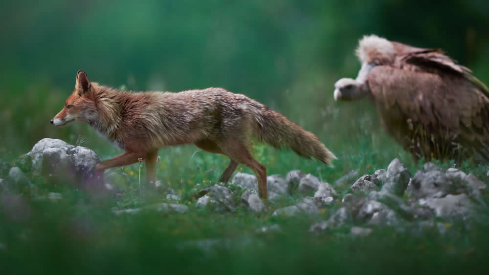 Spanish Wildlife Photographer Alexandra Surkova