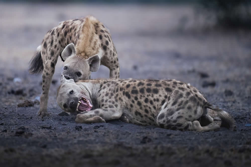 Spanish Wildlife Photographer Alexandra Surkova