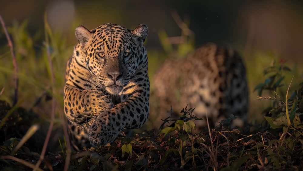 Spanish Wildlife Photographer Alexandra Surkova