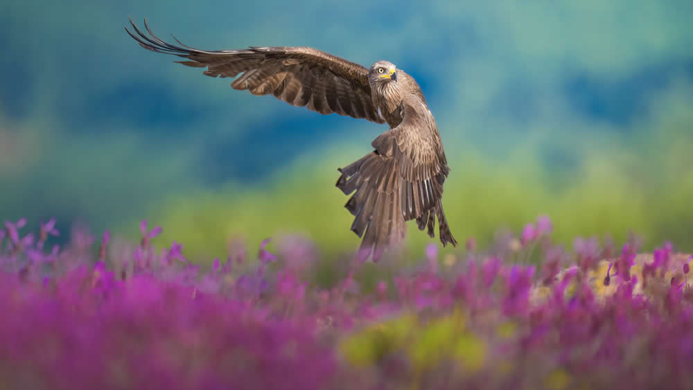 Spanish Wildlife Photographer Alexandra Surkova