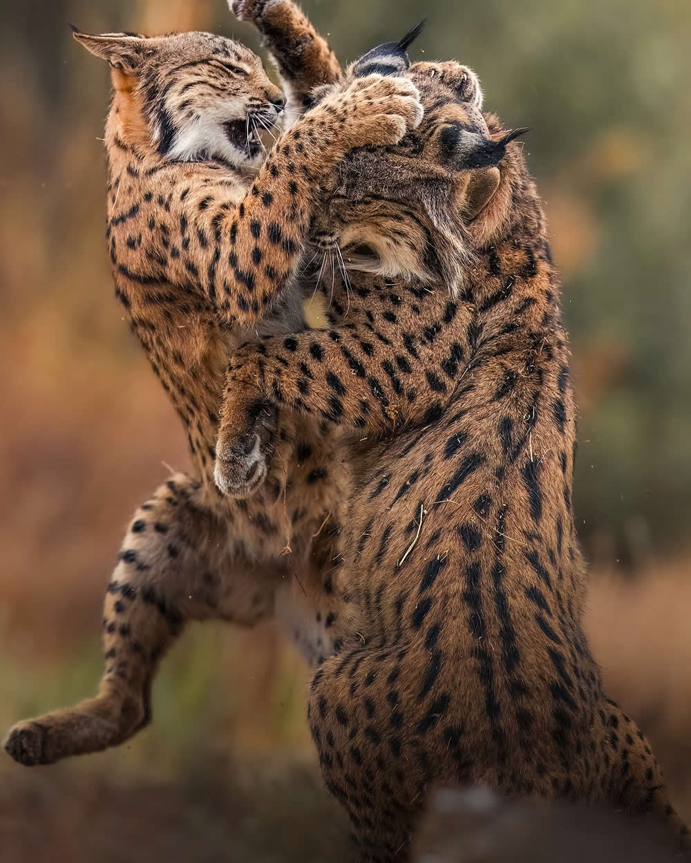 Spanish Wildlife Photographer Alexandra Surkova