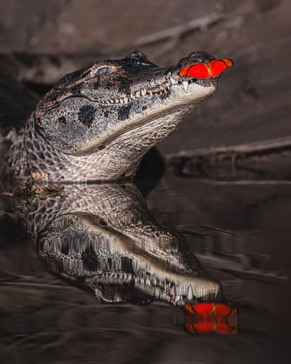 Spanish Wildlife Photographer Alexandra Surkova