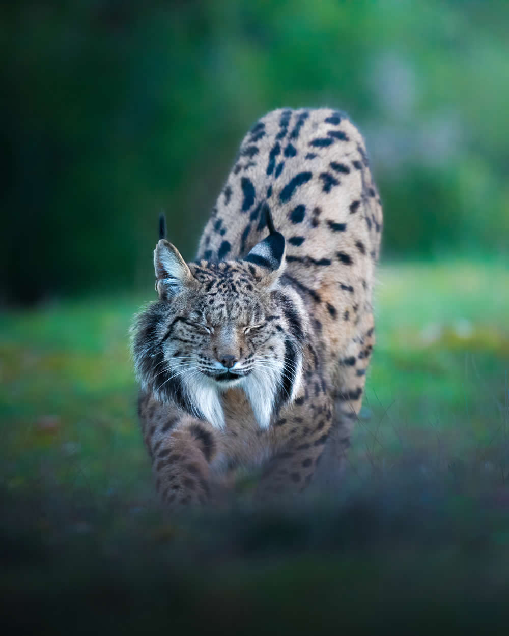 Spanish Wildlife Photographer Alexandra Surkova