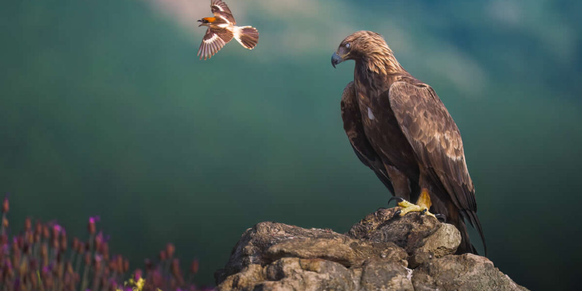 Spanish Wildlife Photographer Alexandra Surkova