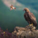 Spanish Wildlife Photographer Alexandra Surkova