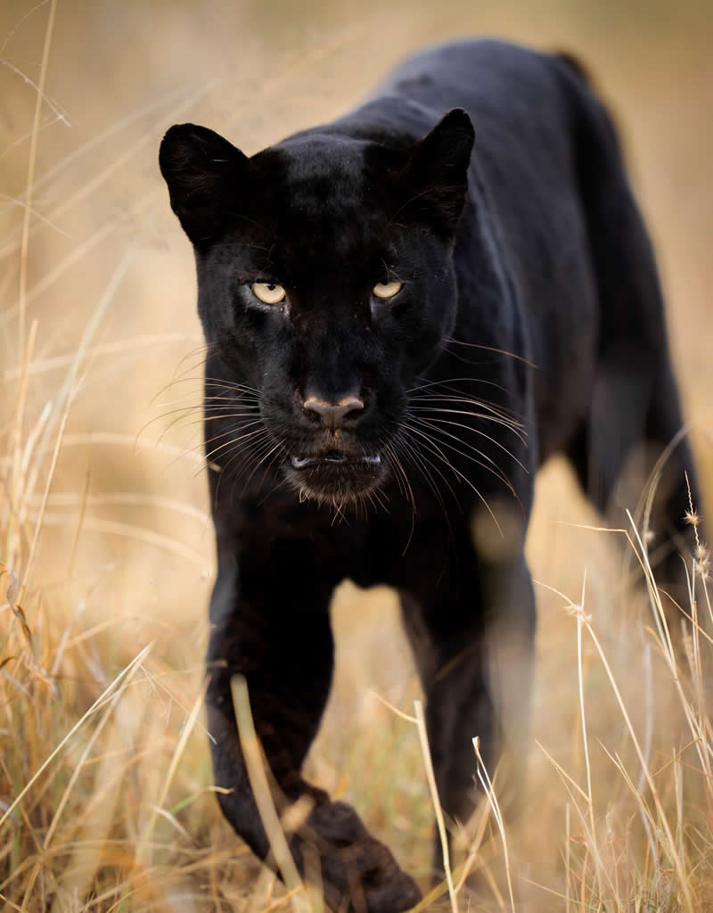 Wildlife Photography by American Photographer Casey Cooper