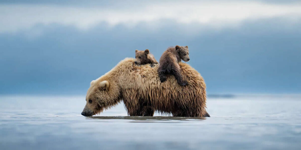 Wildlife Photography by American Photographer Casey Cooper