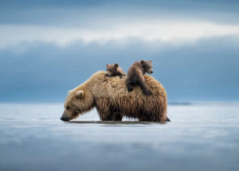 Wildlife Photography by American Photographer Casey Cooper
