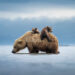 Wildlife Photography by American Photographer Casey Cooper
