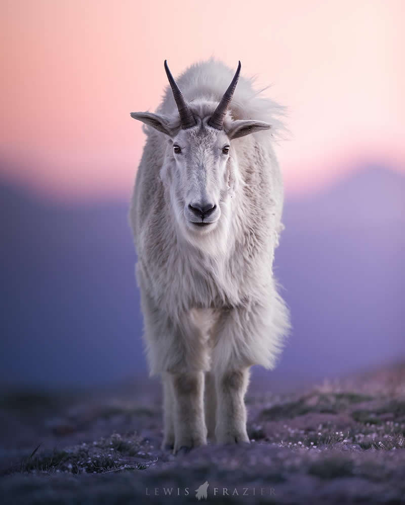 Dreamlike Wildlife Photography by Lewis Frazier