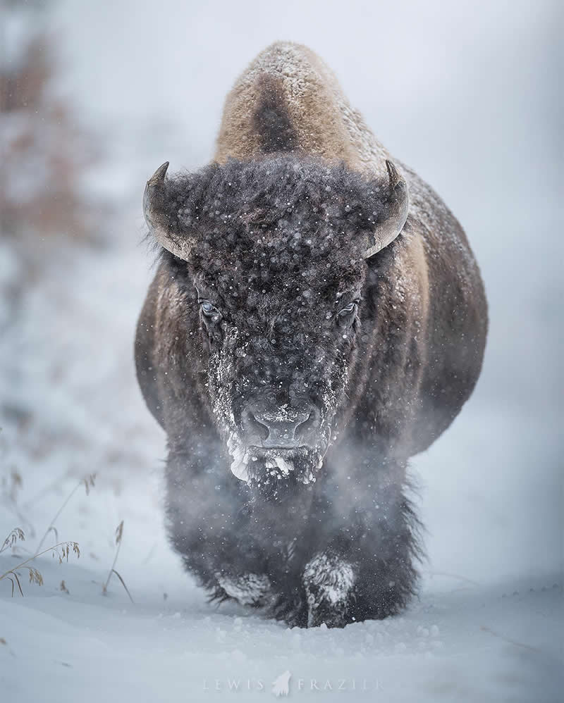 Dreamlike Wildlife Photography by Lewis Frazier