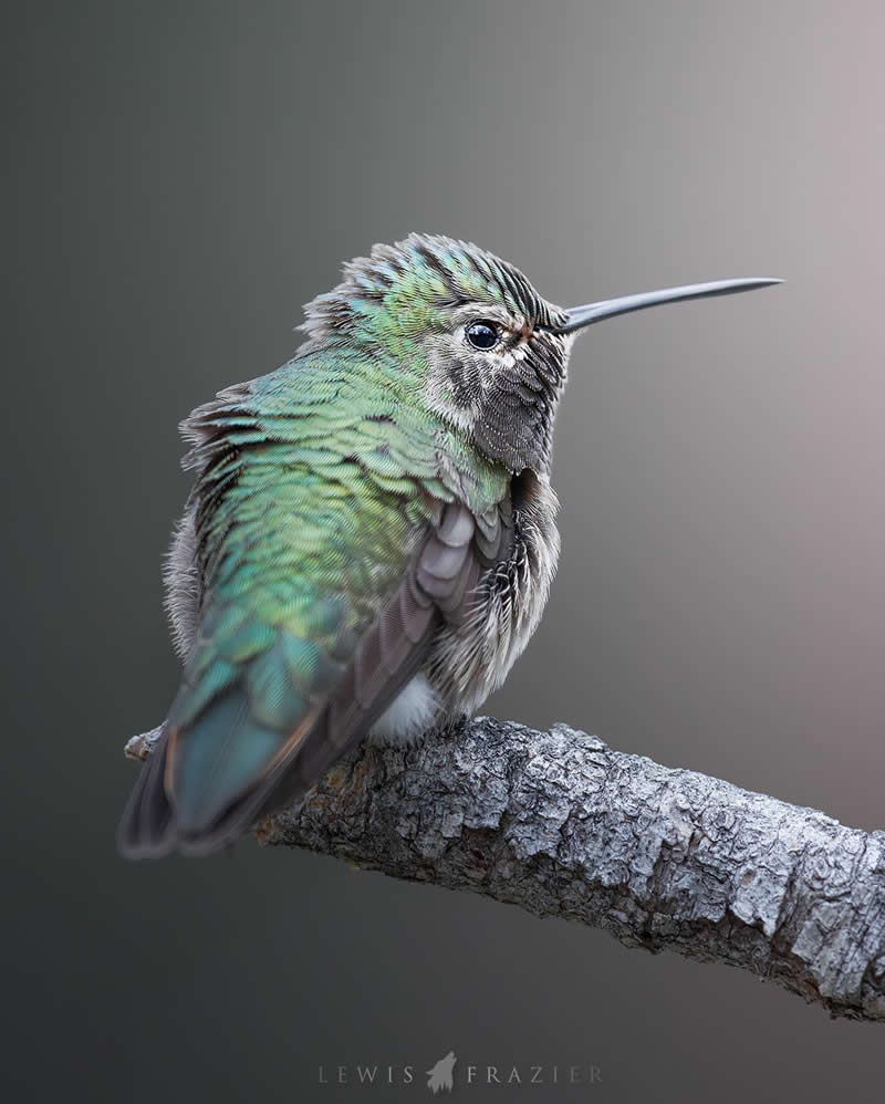 Dreamlike Wildlife Photography by Lewis Frazier