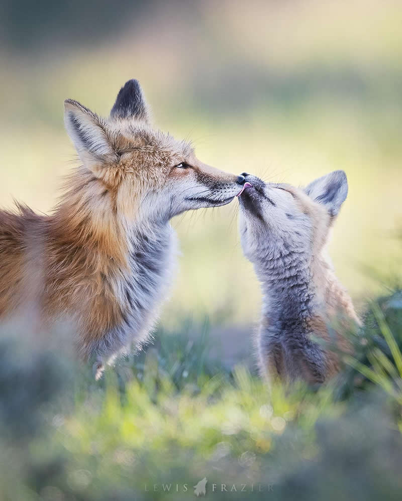 Dreamlike Wildlife Photography by Lewis Frazier