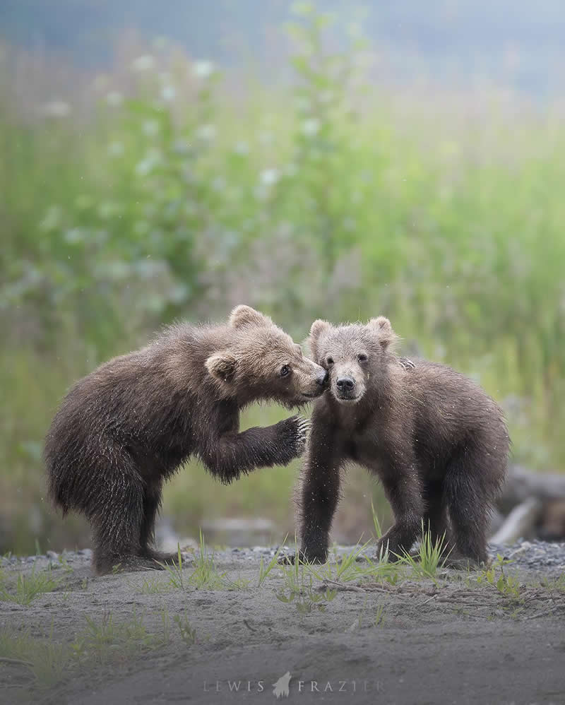 Dreamlike Wildlife Photography by Lewis Frazier