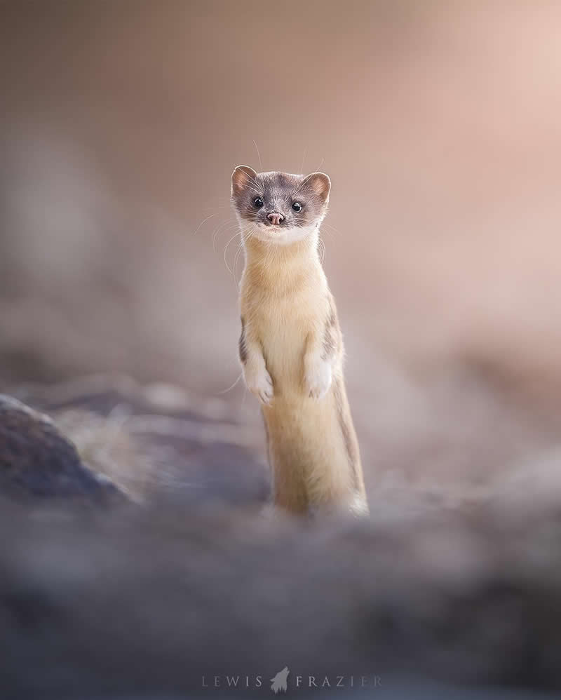 Dreamlike Wildlife Photography by Lewis Frazier
