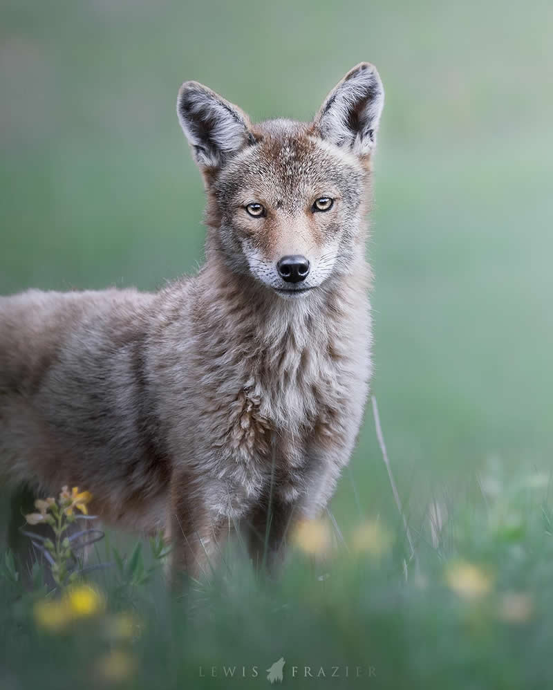 Dreamlike Wildlife Photography by Lewis Frazier