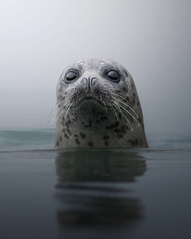 Dreamlike Wildlife Photography by Lewis Frazier