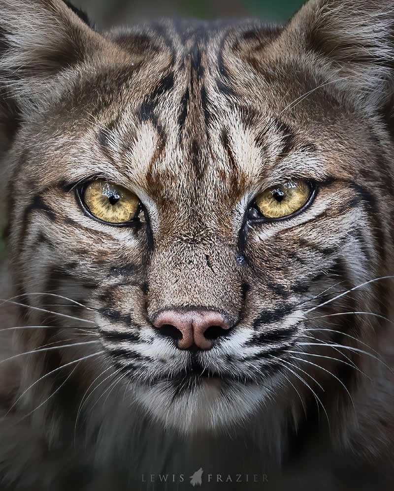 Dreamlike Wildlife Photography by Lewis Frazier