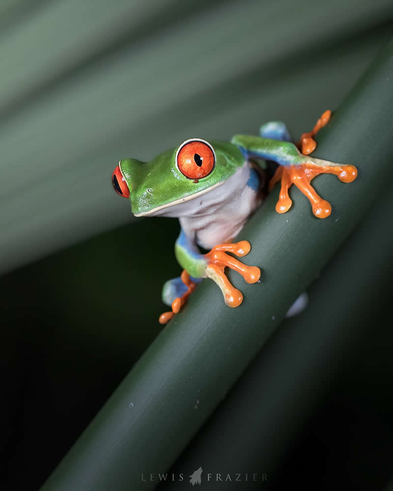 Dreamlike Wildlife Photography by Lewis Frazier