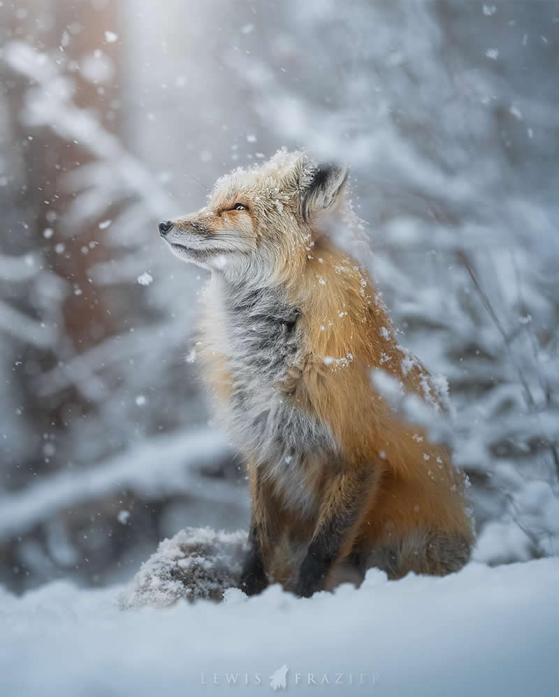 Dreamlike Wildlife Photography by Lewis Frazier