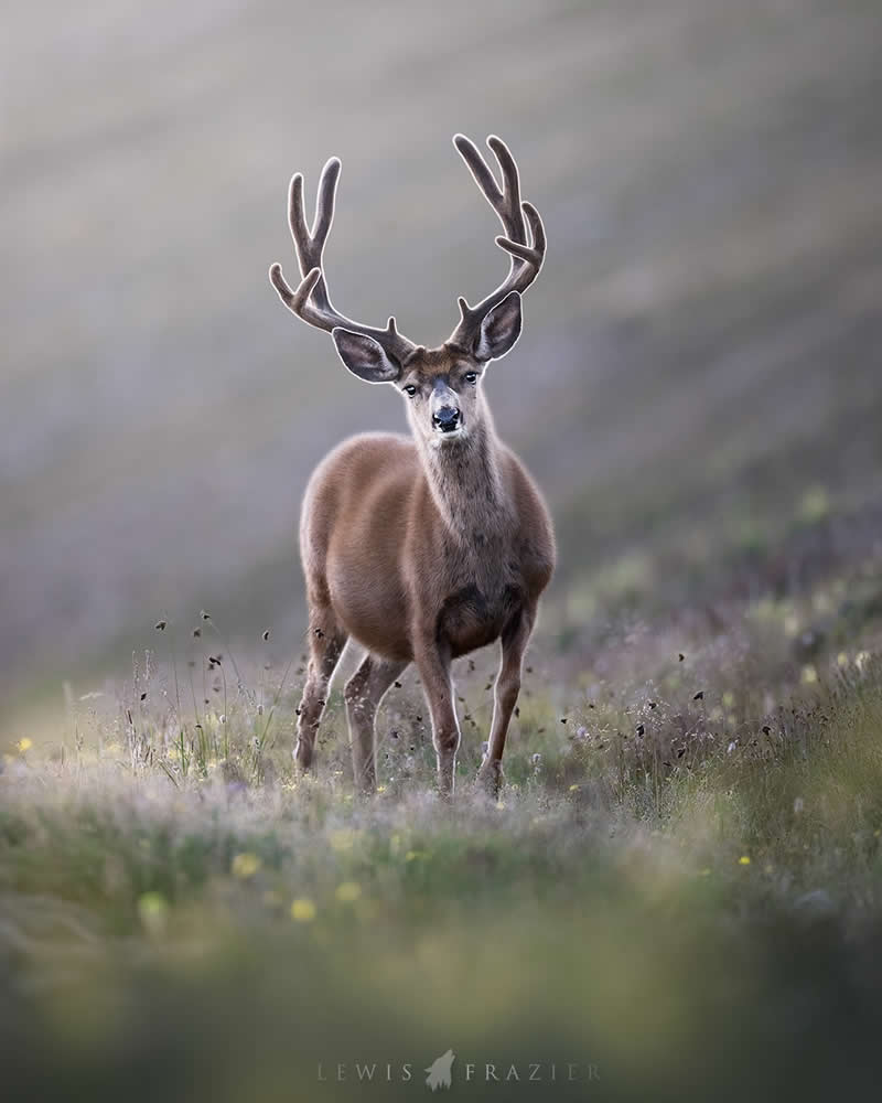 Dreamlike Wildlife Photography by Lewis Frazier