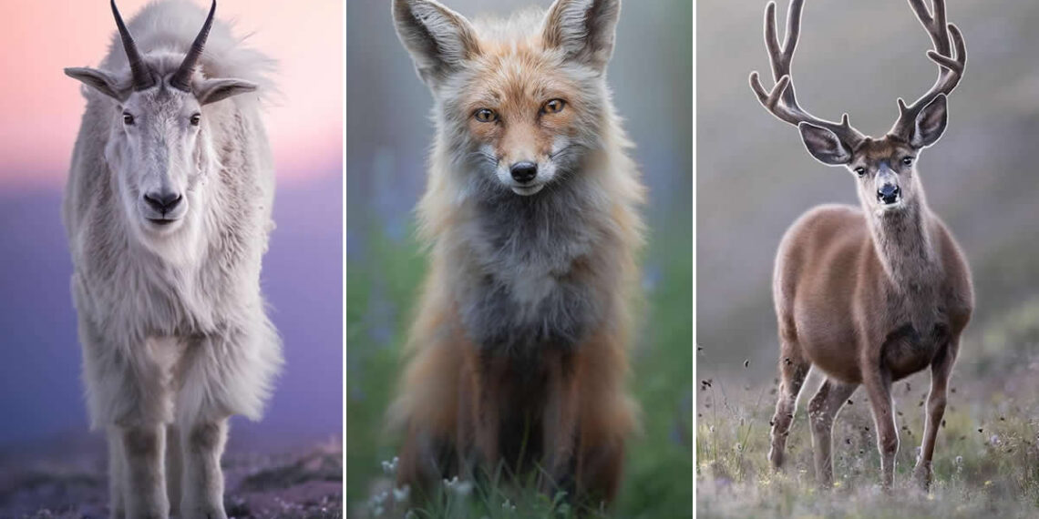 Dreamlike Wildlife Photography by Lewis Frazier