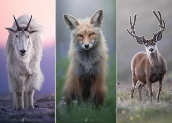 wildlife photography lewis frazier