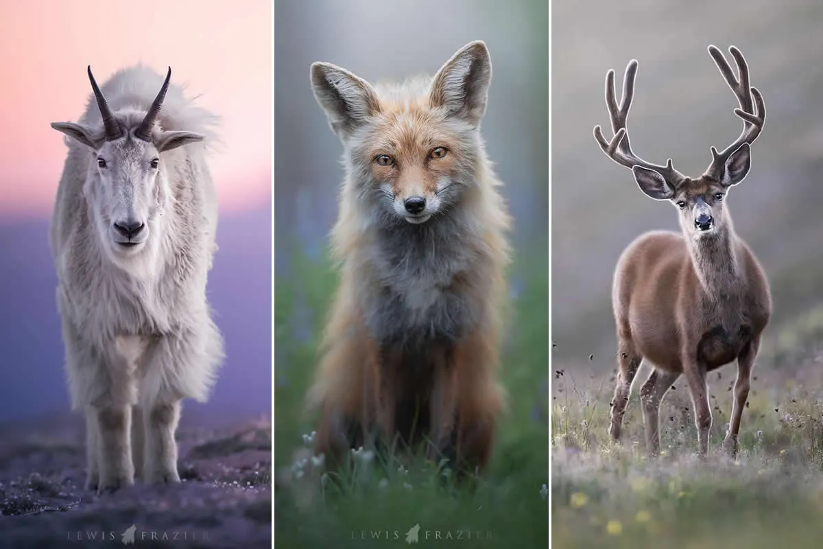How Lewis Frazier Transforms Wildlife Pictures into Dreamlike Masterpieces