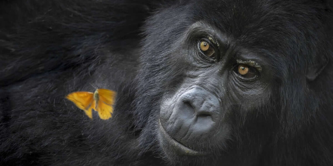 Remarkable 2026 World Nature Photography Award Winners