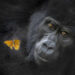 Remarkable 2026 World Nature Photography Award Winners