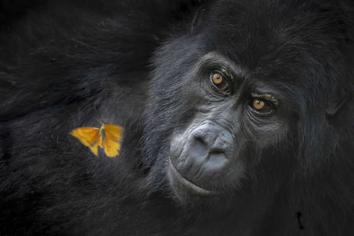42 Remarkable 2026 World Nature Photography Award Winners