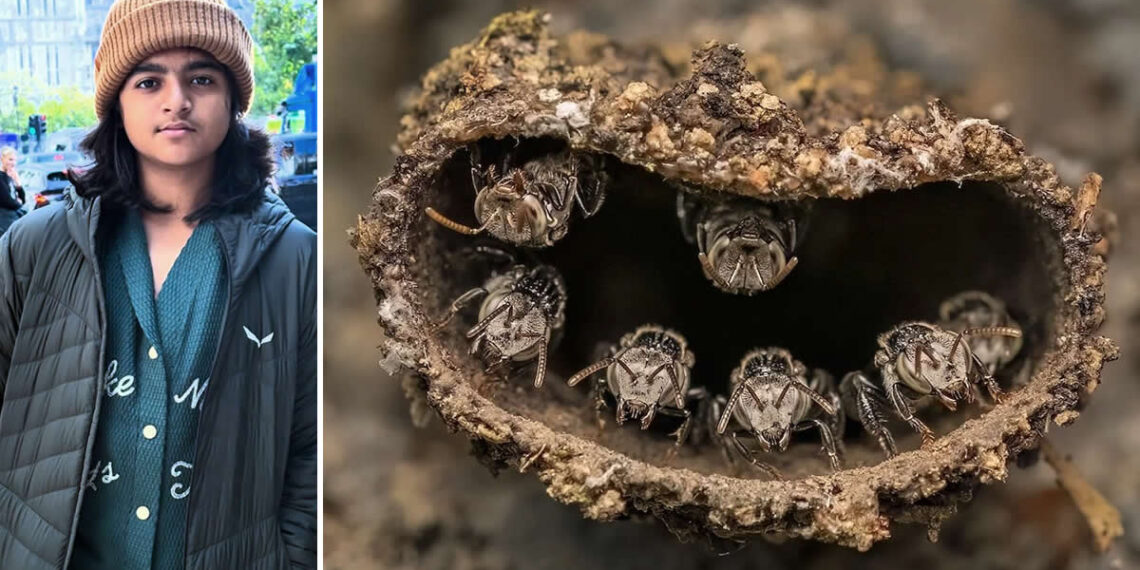 14 Year Old Indian photographer Rithved Girish Wins Close-up Photographer of the Year