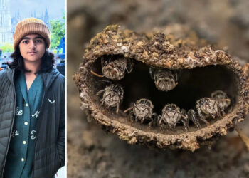 14 Year Old Indian photographer Rithved Girish Wins Close-up Photographer of the Year