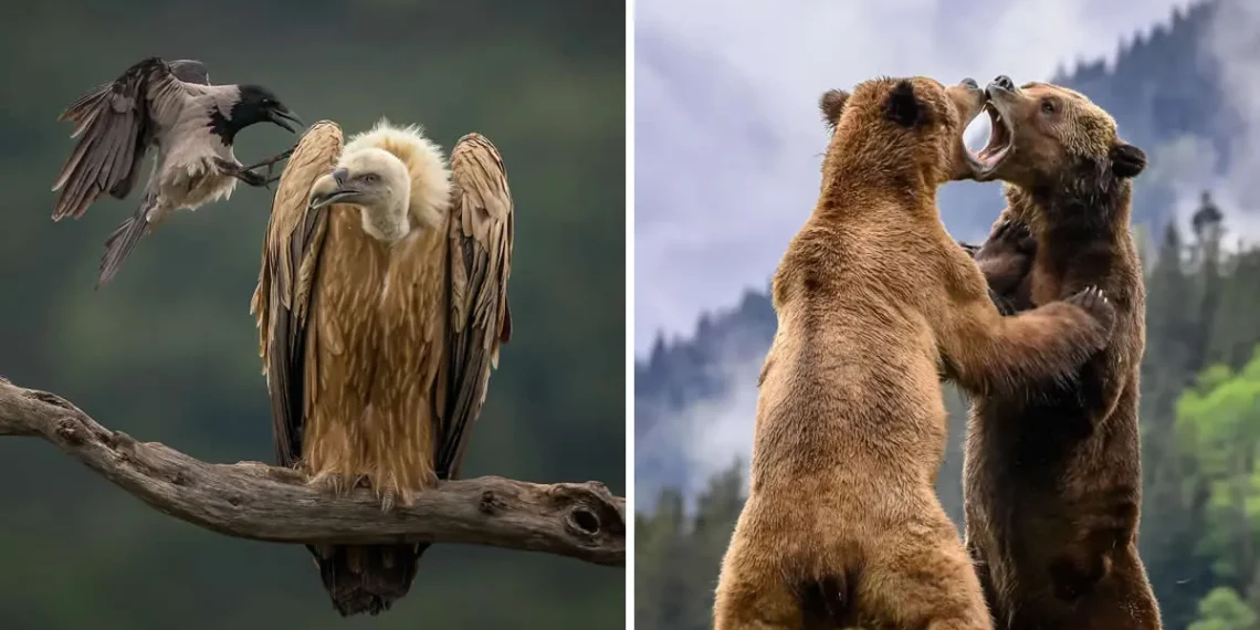 Earth’s Fragile Beauty: 30 Stunning Nature Photography Contest Winners 31 Crow harassing vulture on branch and two bears fighting in forest