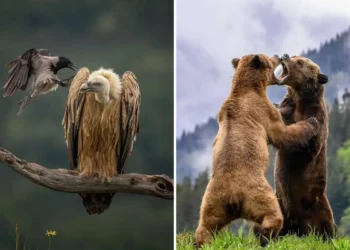 Earth’s Fragile Beauty: 30 Stunning Nature Photography Contest Winners 103 Crow harassing vulture on branch and two bears fighting in forest