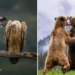 Crow harassing vulture on branch and two bears fighting in forest