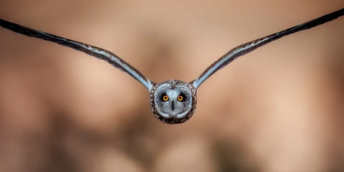 Short-eared owl in direct flight, wings spread, glowing orange eyes forward