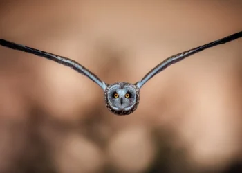 Short-eared owl in direct flight, wings spread, glowing orange eyes forward