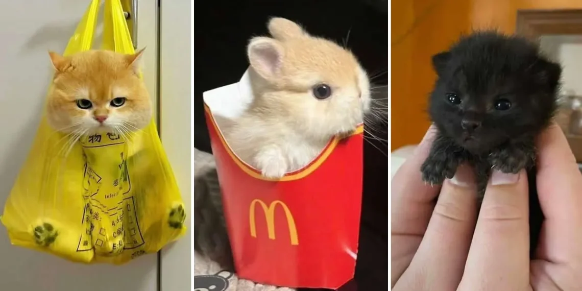 Three cute kittens: one in a bag, one in a fries box, one tiny black kitten held in hand